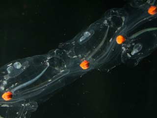 A marine species can limit greenhouse gases