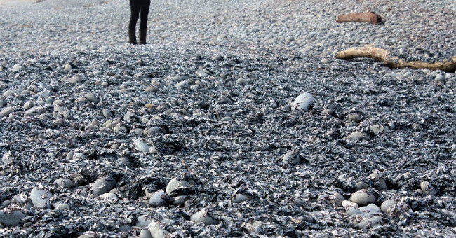 A mass of dead jellyfish covers the coast of New Zealand