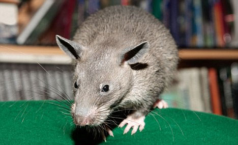 A meter-long mouse in the US can threaten cats