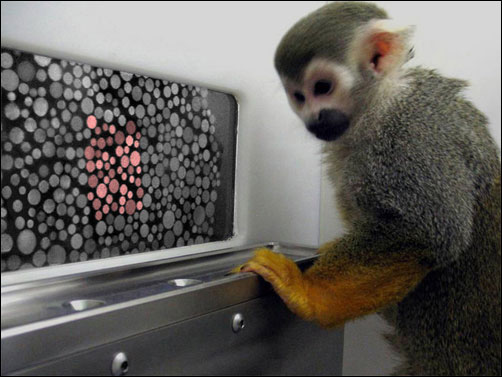 A method to cure color blindness has been found
