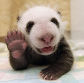 A month old panda knows how to laugh and greet like a person