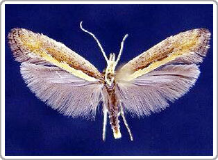 A new butterfly can resist plants that contain Selenium