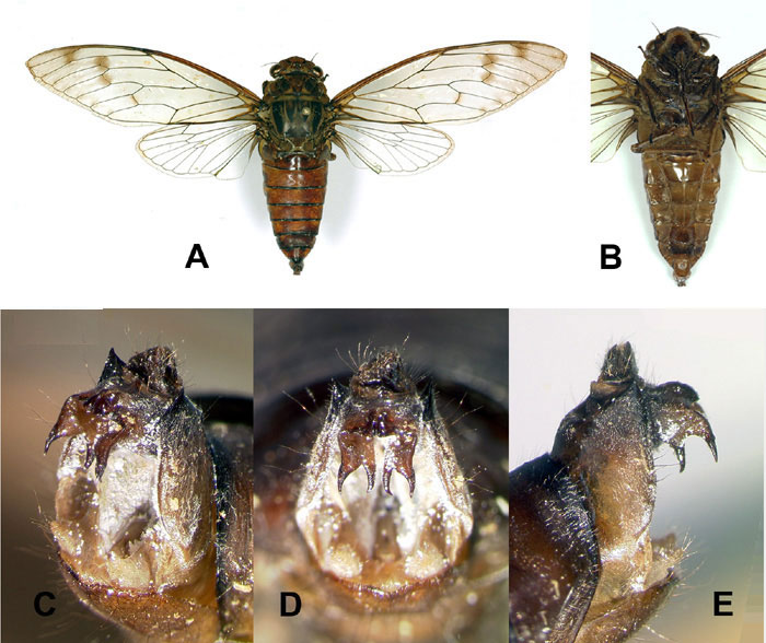 A new cicada is found in Cuc Phuong National Park