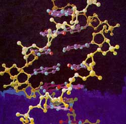 A new gene shows human evolution