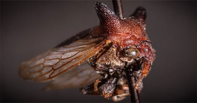 A new insect named after the singer Lady Gaga