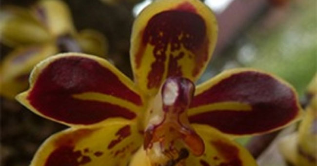 A new orchid species was discovered in Hon Ba, Khanh Hoa