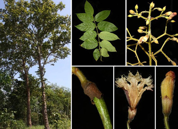 A new Quao species was discovered in Vung Tau