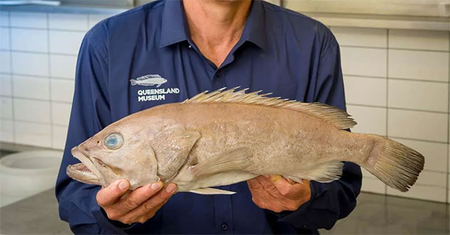 A new species of fish has never been found in Australia