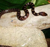A new species of snakes is found in Laos