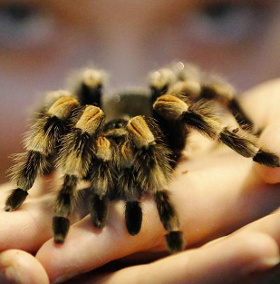 A new spider called Angelina Jolie