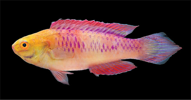 A newly discovered fish species and named after Wakanda style