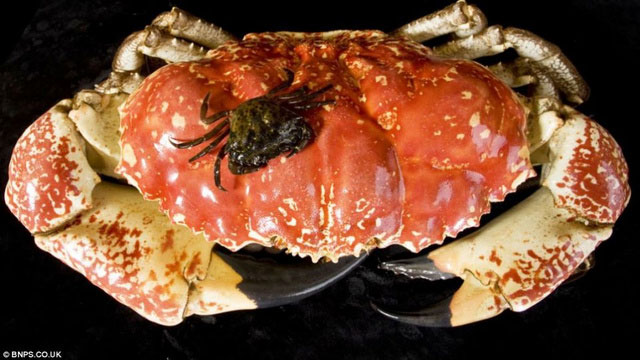 A newly found giant crab