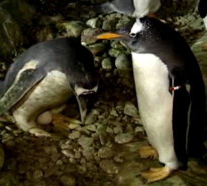 A pair of gay penguins had eggs to hatch