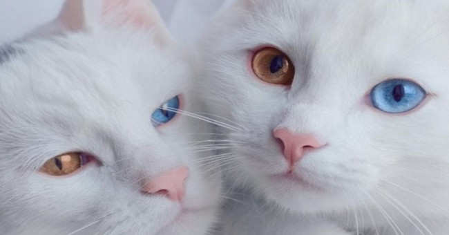 A pair of twin-eyed twins causes fever on social networks