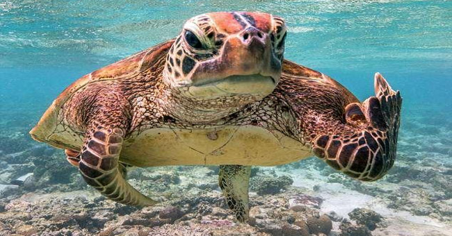 A picture of a turtle showing attitude