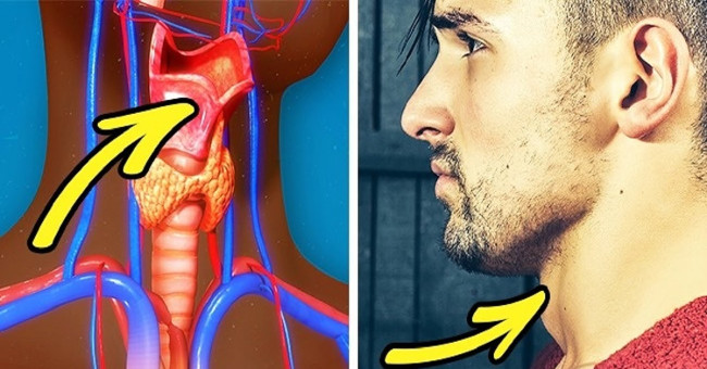 'A piece of Adam's apple' and shocking facts about men