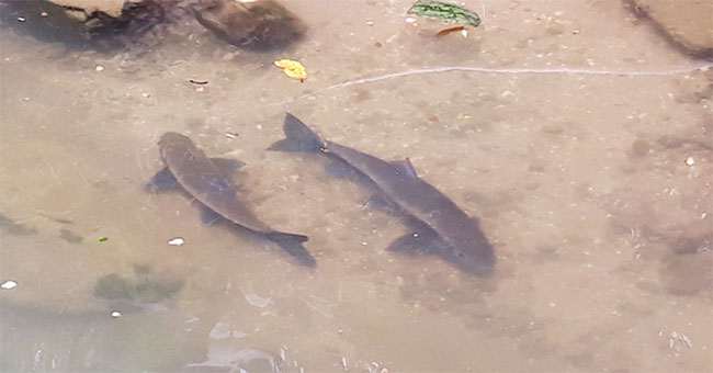A precious gold fish at the foot of Hoang Lien mountain