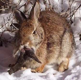 A rabbit grows ... ivory