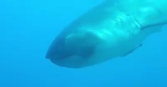 A rare creature has just appeared off the coast of Indonesia