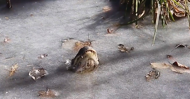 A series of crocodiles head in the middle of the frozen lake