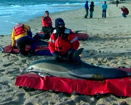 A series of dolphins die abnormally in America