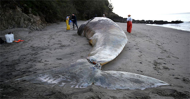 A series of gray whale carcasses washed ashore on California's coast