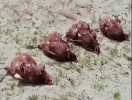 A series of hypnotized animals, lying on their stomachs lying on the sand