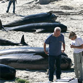 A series of mysterious whales on the Spanish beach