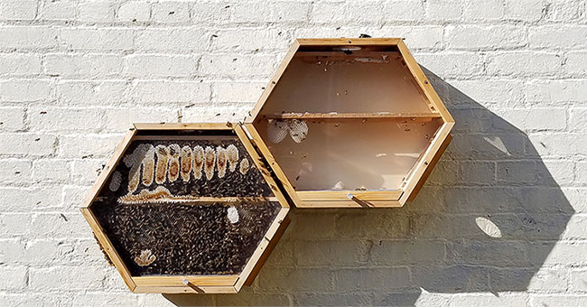 A special invention allows the city people to keep bees to take honey in their homes