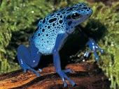 A species of 'deaf ear frog' was discovered in Ecuador