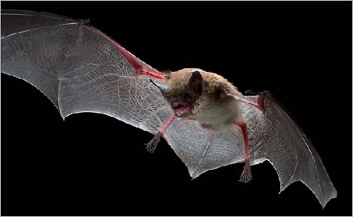 A strange disease in bats