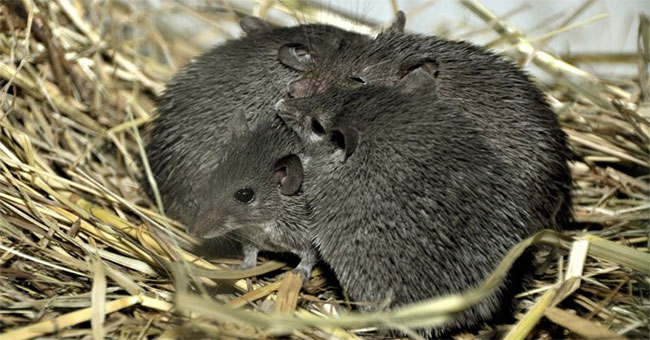 A strange mouse that is always akin to predators