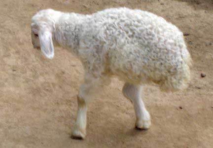 A strange sheep with two legs