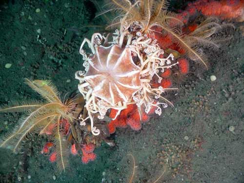 A surprising discovery on the Pacific Ocean