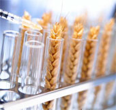 A way to control genetically modified organisms has been found