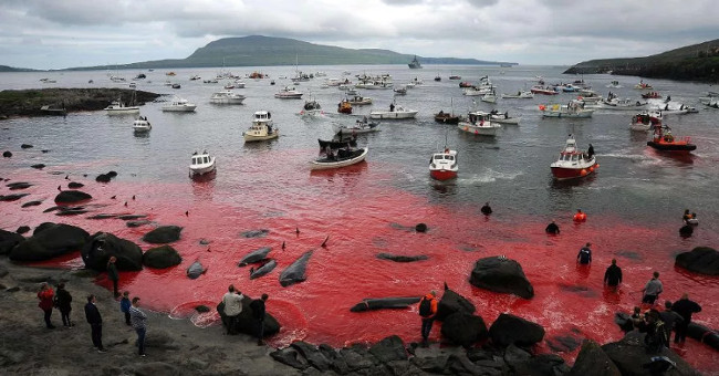 A whole sea of ​​water was dyed red by the blood of dolphins and whales killed