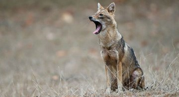 A wolf in Africa has passed through the scientific world for many years
