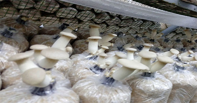 Abalone mushroom is the first industrial scale production in Vietnam