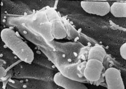 Ability to develop new anti-bacterial drugs