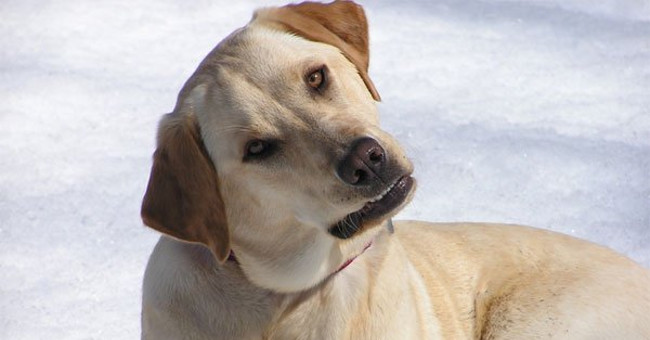 Ability to predict natural disasters and cancer detection of animals