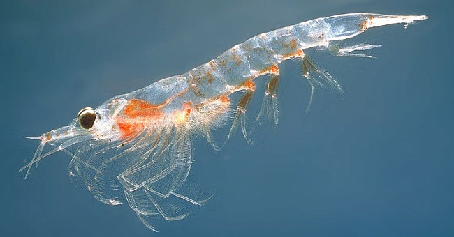 About science deciphered potential food sources for humans