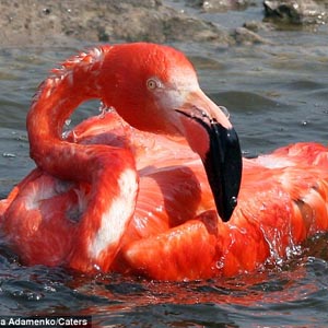 About the time the flamingos cried when falling back