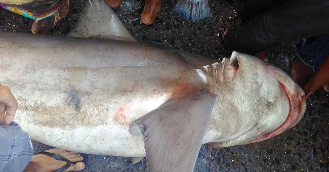 Absent sharks over a decade appear in Indian markets