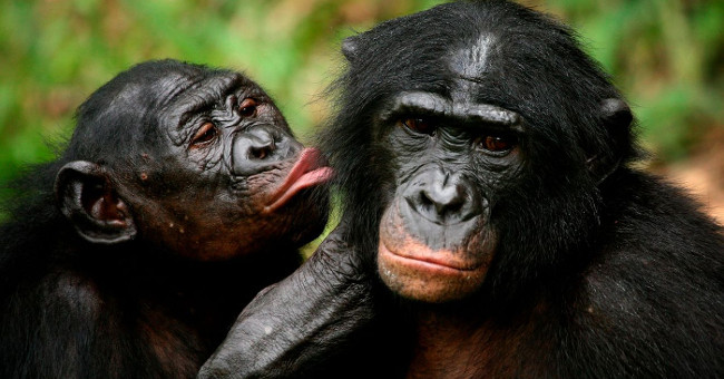 Absolute feminine animals in nature