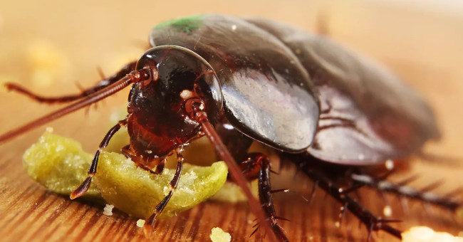 Absolutely not know how to kill dead cockroaches, but only for a fee