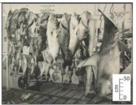 Abundance of marine life in the past