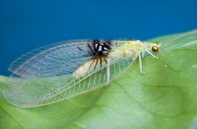 Accidental discovery of new insects through Flickr