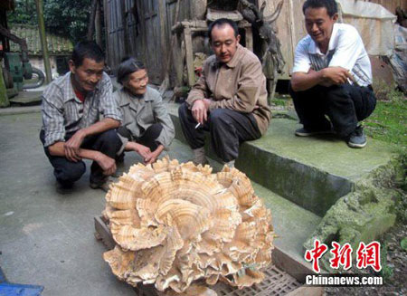 Accidentally found a giant mushroom nearly half a pound
