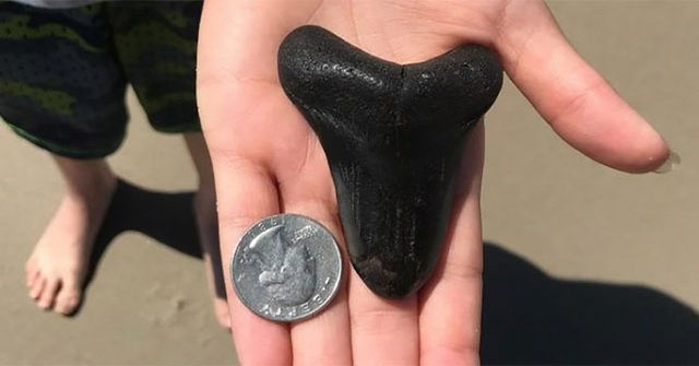 Accidentally picked up 3 million year old treasure on the coast