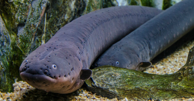 Accidentally proved the 200-year-old horror theory of electric eel